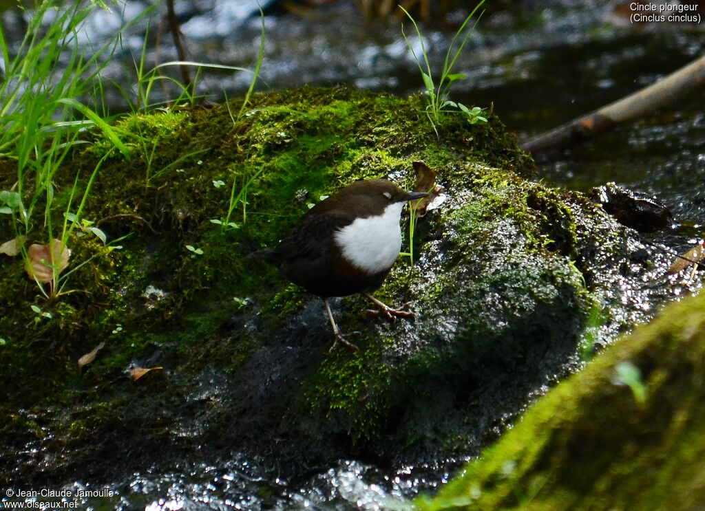 White-throated Dipperadult, Behaviour