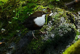 White-throated Dipper