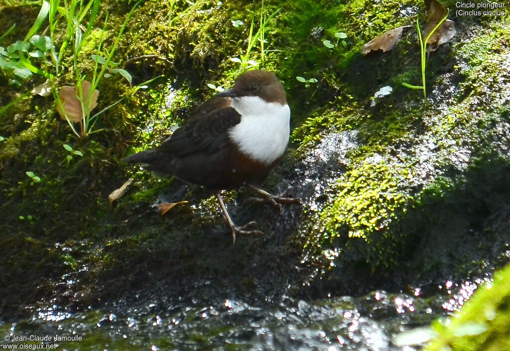 White-throated Dipperadult