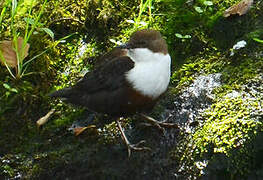 White-throated Dipper