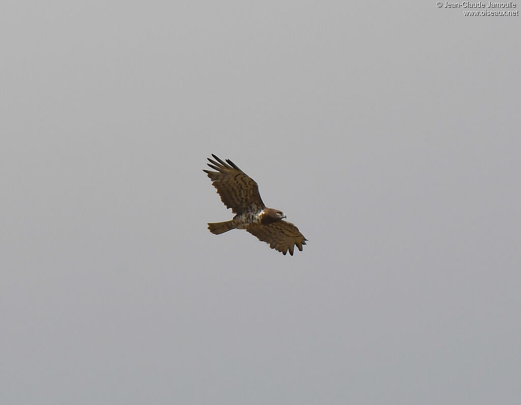 Short-toed Snake Eagle