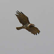 Short-toed Snake Eagle