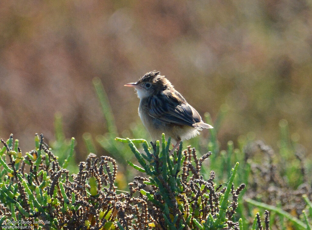 Zitting Cisticola