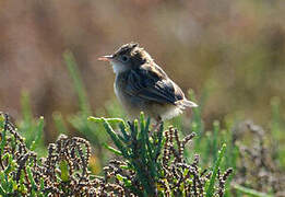 Zitting Cisticola