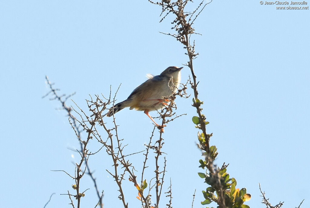 Zitting Cisticola