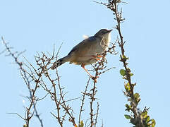 Zitting Cisticola