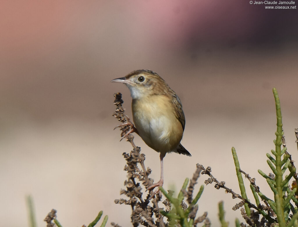 Zitting Cisticola