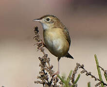 Zitting Cisticola