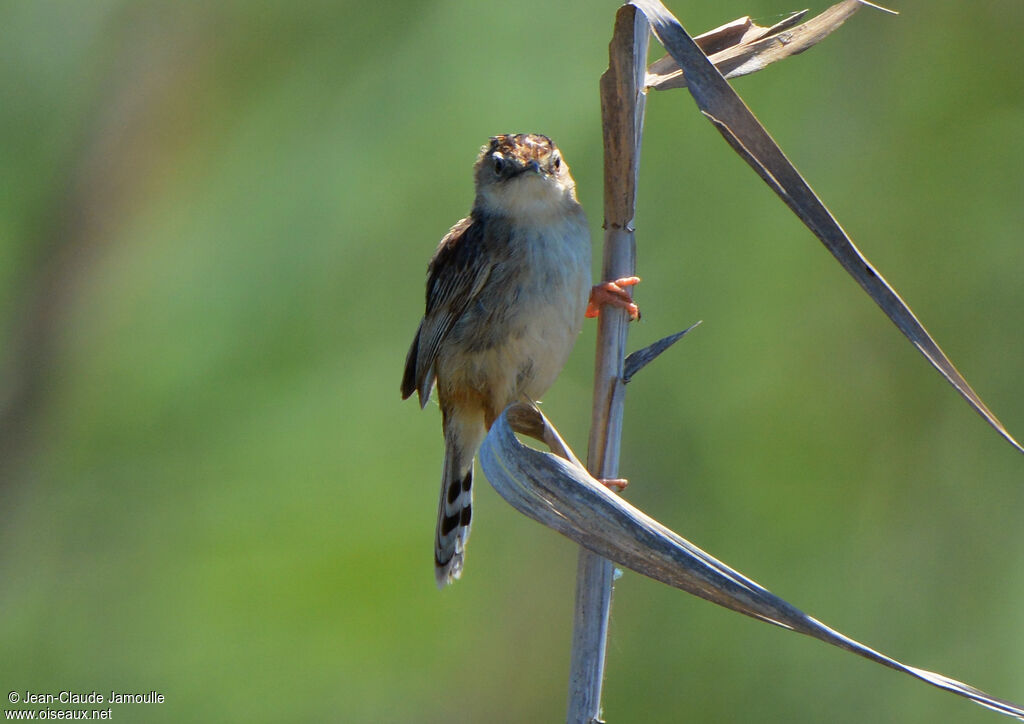 Zitting Cisticola