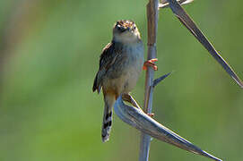 Zitting Cisticola