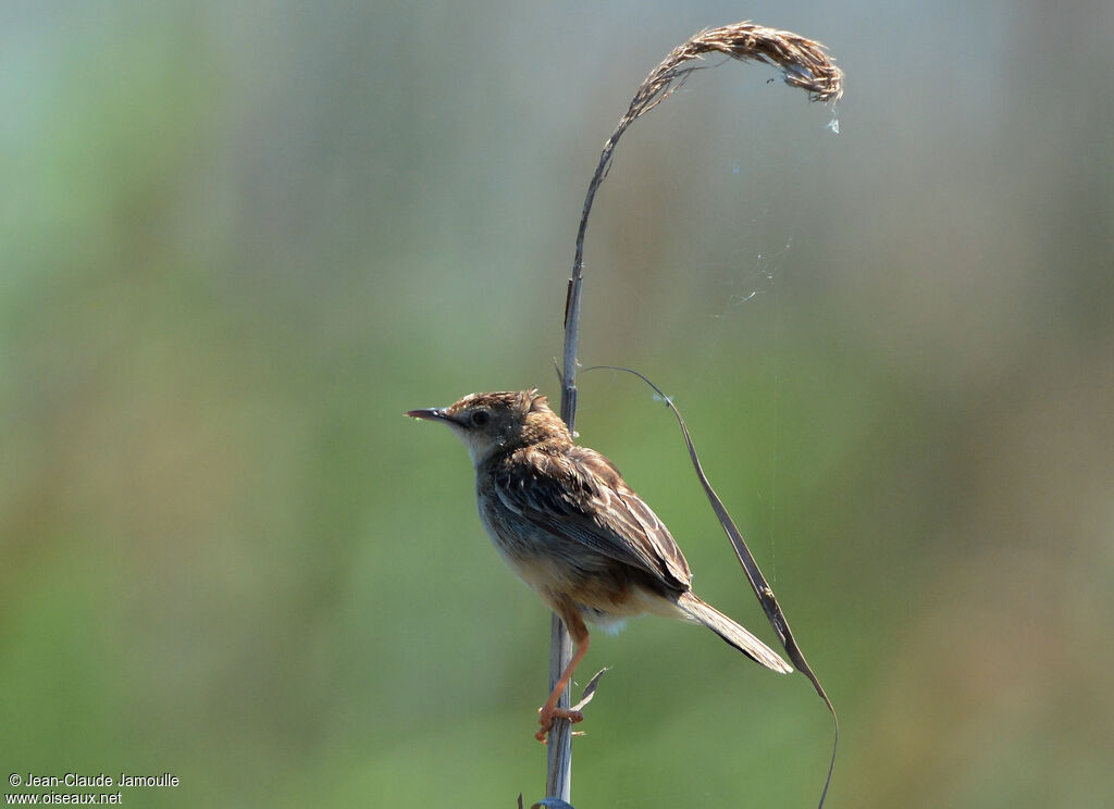 Zitting Cisticola, Behaviour