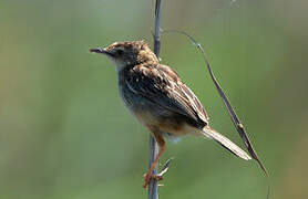 Zitting Cisticola