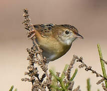 Zitting Cisticola