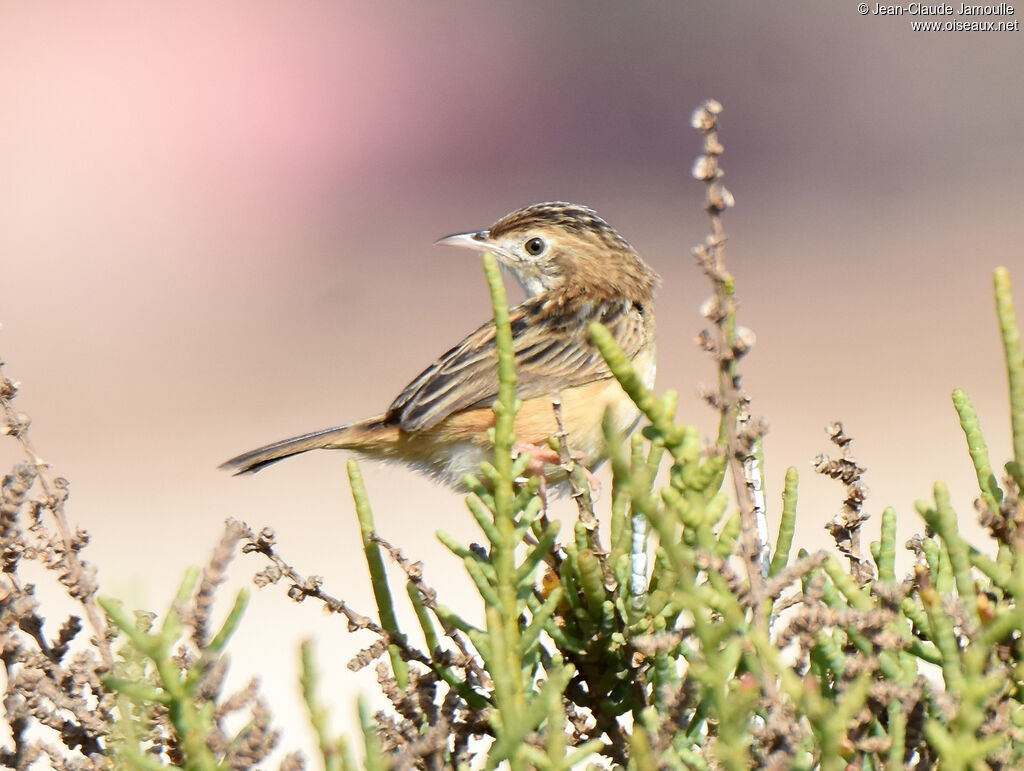 Zitting Cisticola