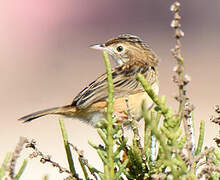 Zitting Cisticola