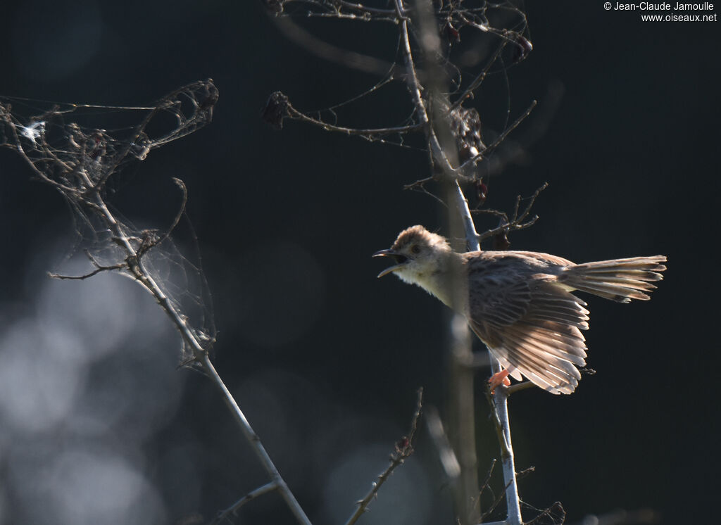 Rattling Cisticola