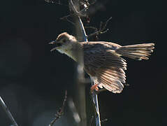 Rattling Cisticola