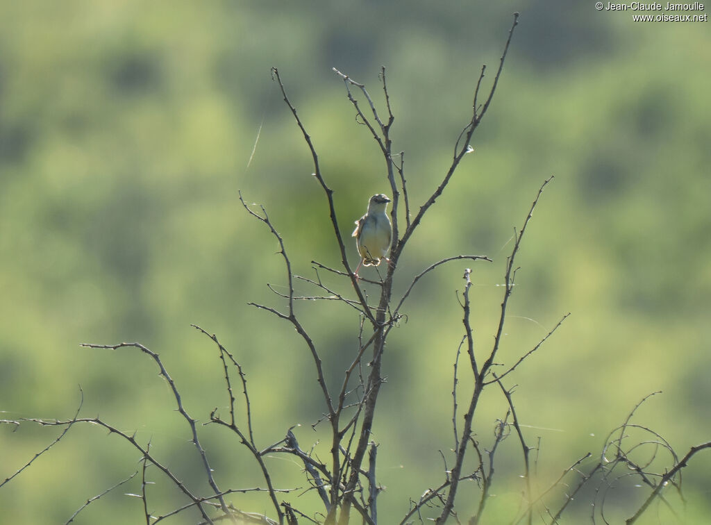 Croaking Cisticola male adult breeding