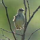 Cisticole striée