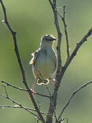 Croaking Cisticola