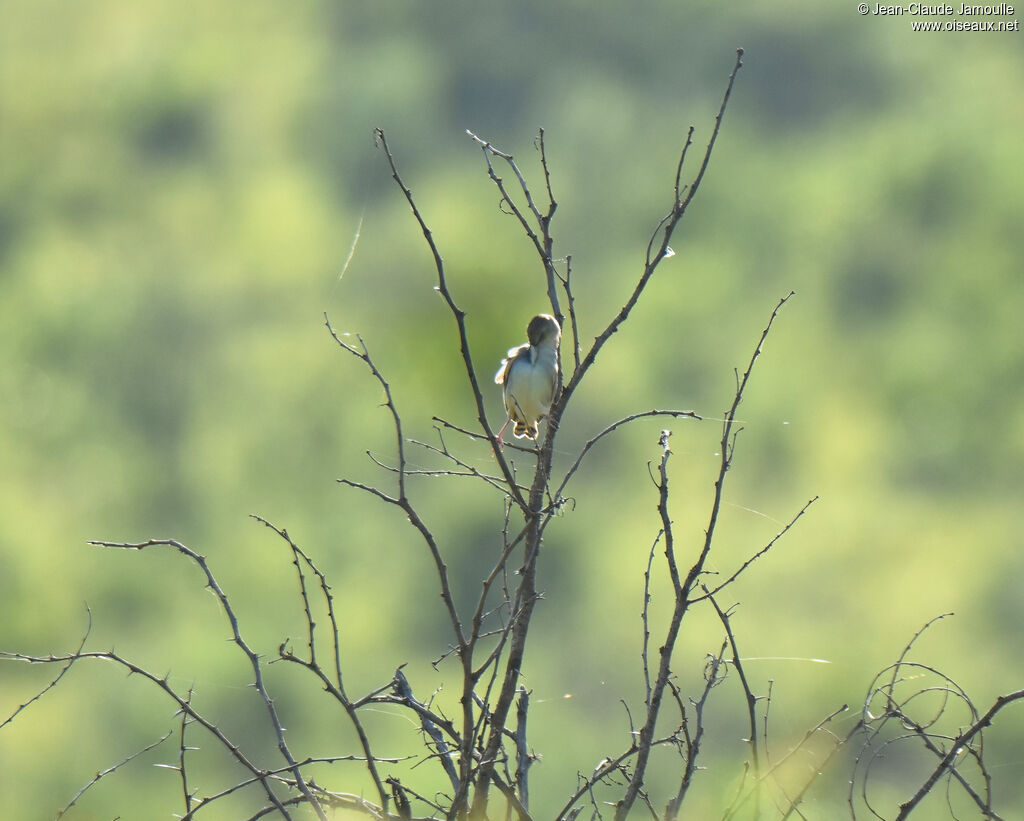 Croaking Cisticola male adult breeding