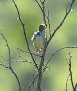 Croaking Cisticola