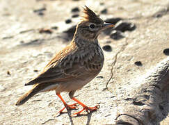 Thekla's Lark