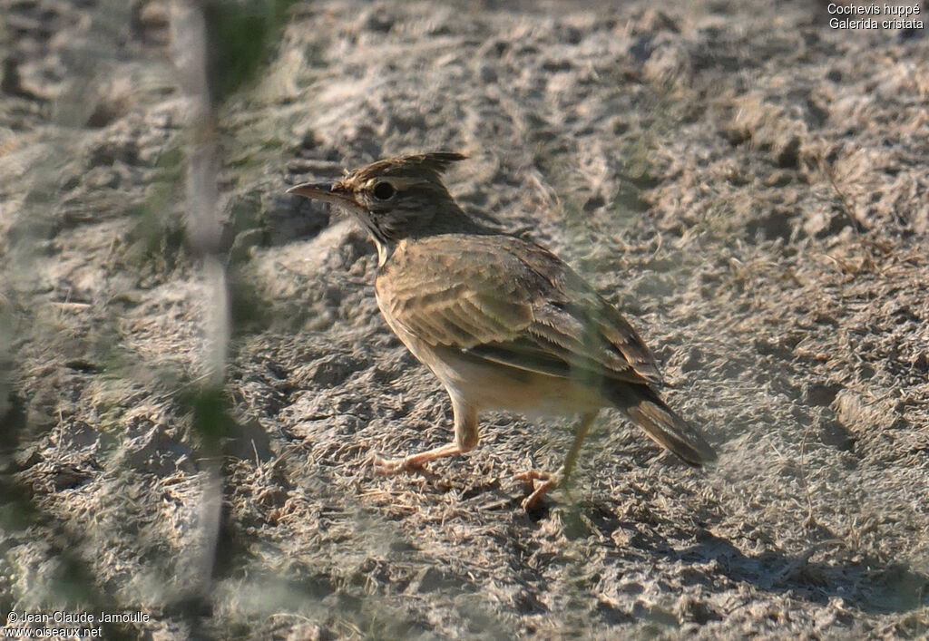 Crested Lark