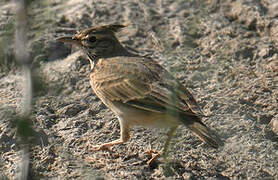 Crested Lark