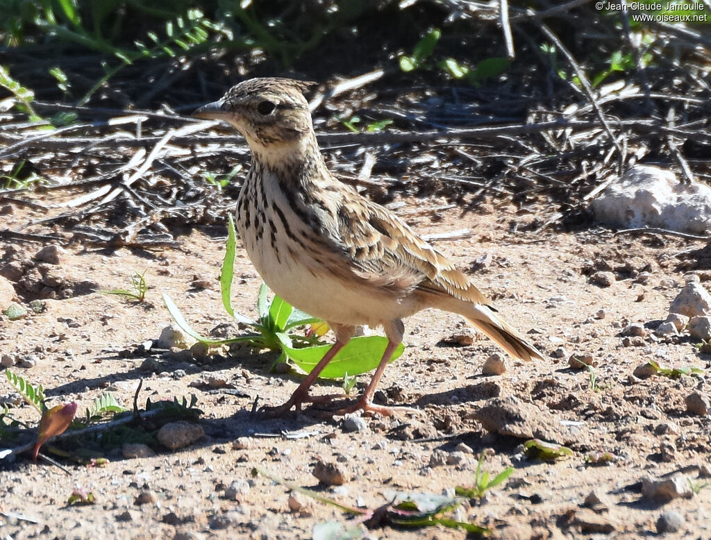 Crested Lark