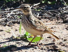 Crested Lark