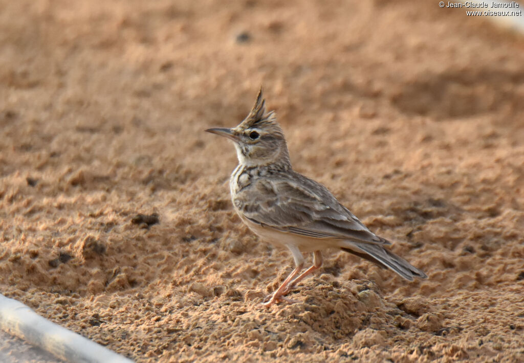 Cochevis huppé