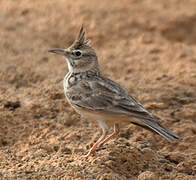 Crested Lark