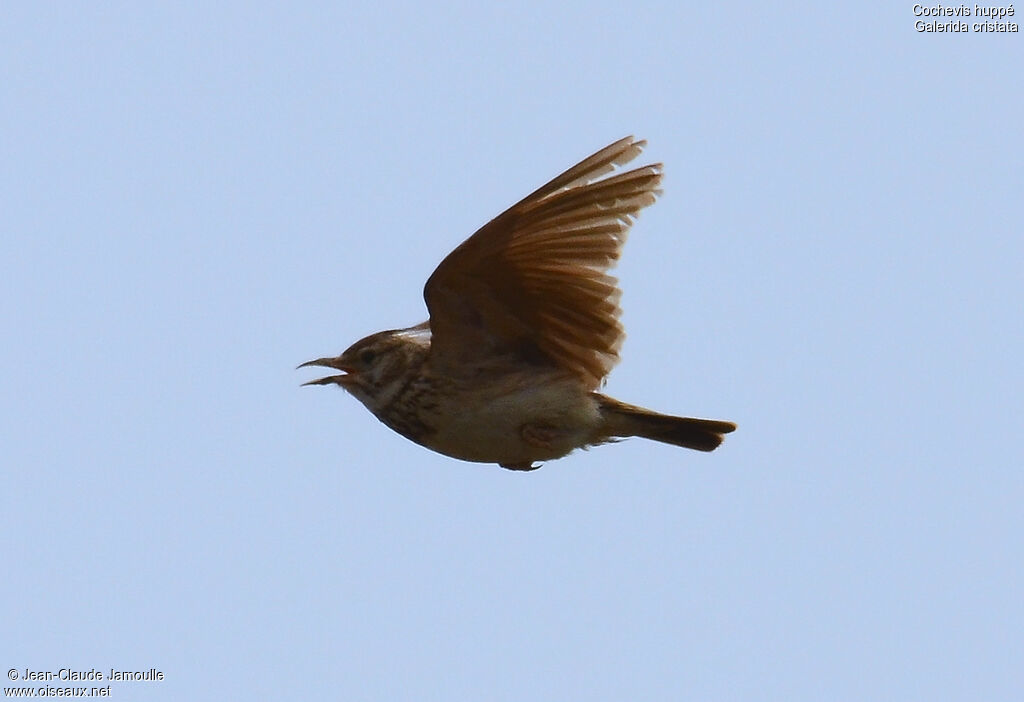 Crested Lark, Flight