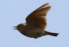 Crested Lark