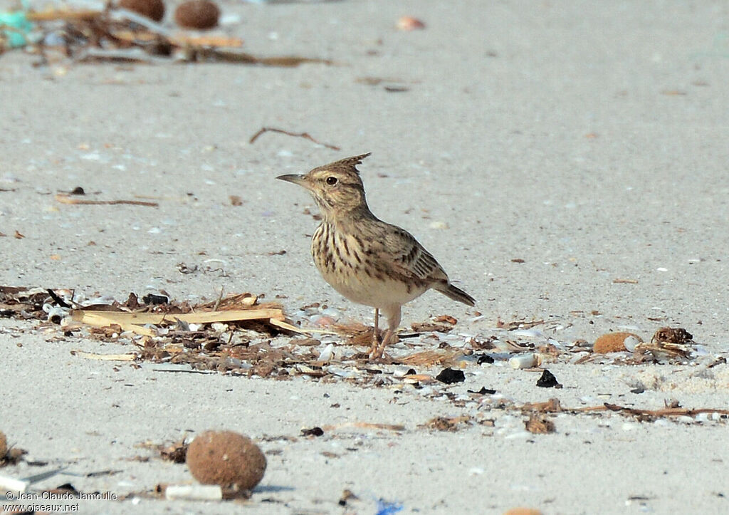 Crested Lark