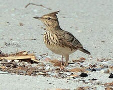 Crested Lark