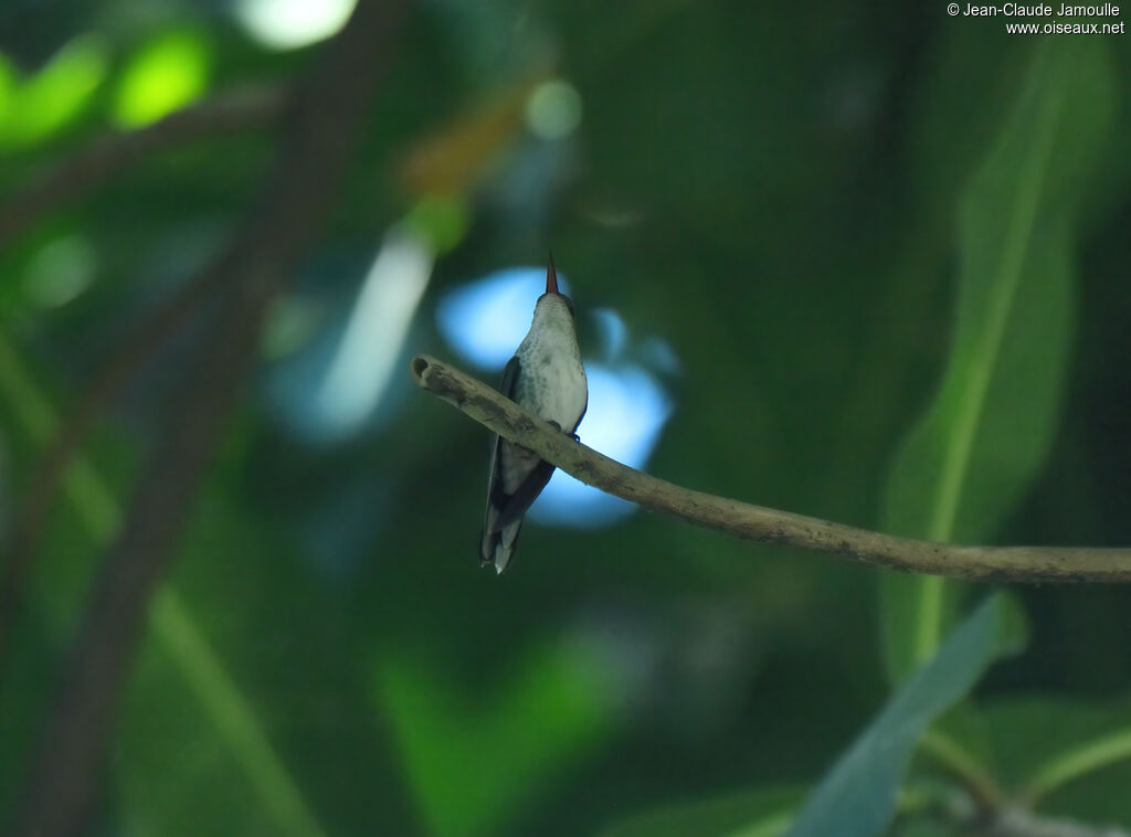 Colibri à bec noir femelle