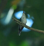 Black-billed Streamertail