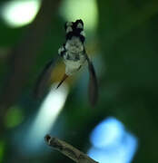 Black-billed Streamertail