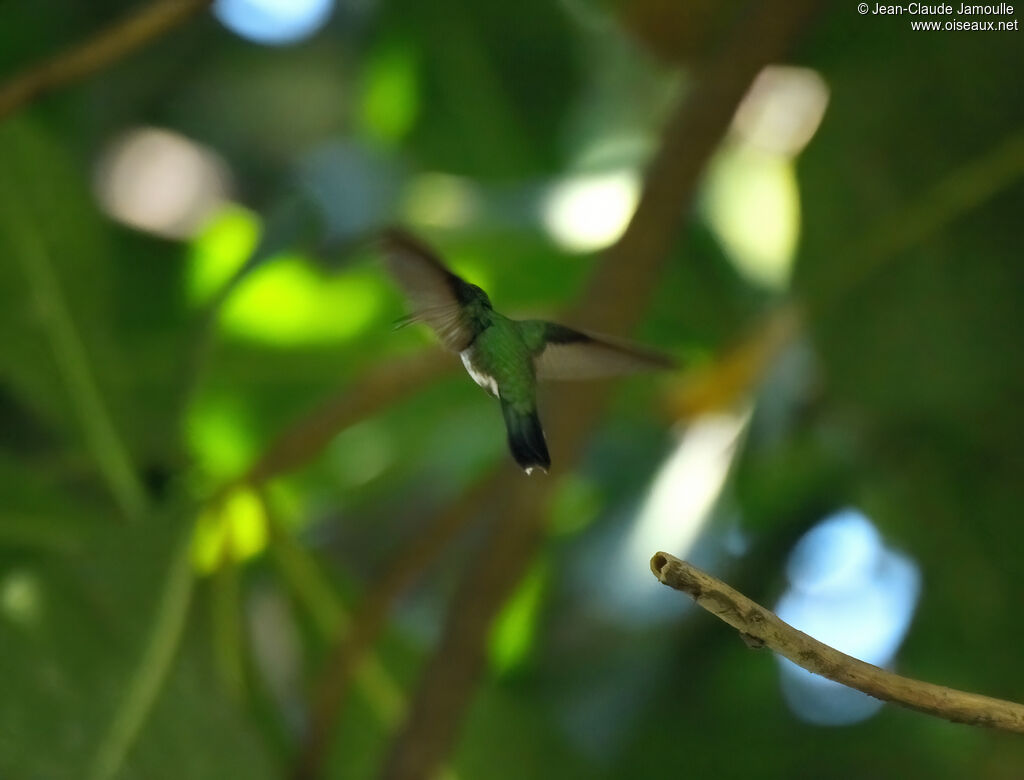 Black-billed Streamertail female, Flight, fishing/hunting