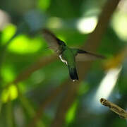 Black-billed Streamertail