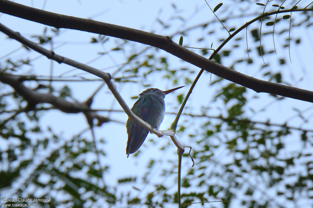 Blue-chinned Sapphire female