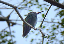 Blue-chinned Sapphire