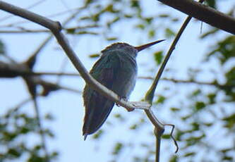 Colibri à menton bleu