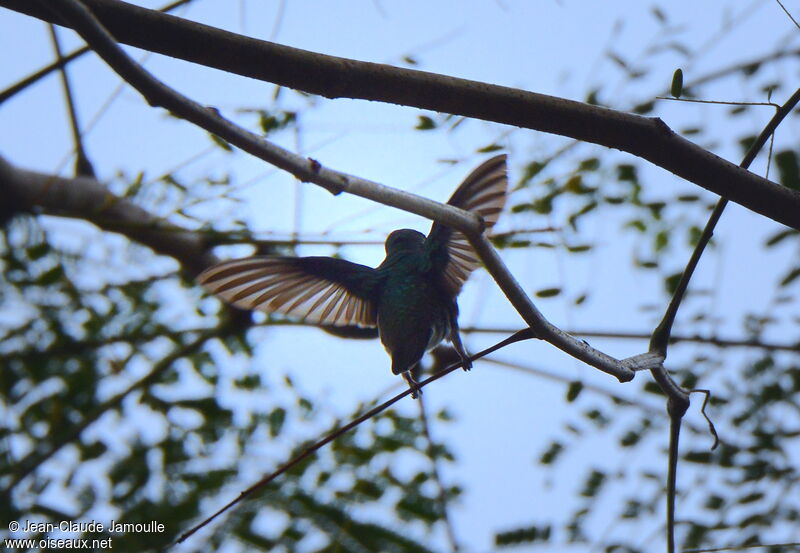 Colibri à menton bleu femelle