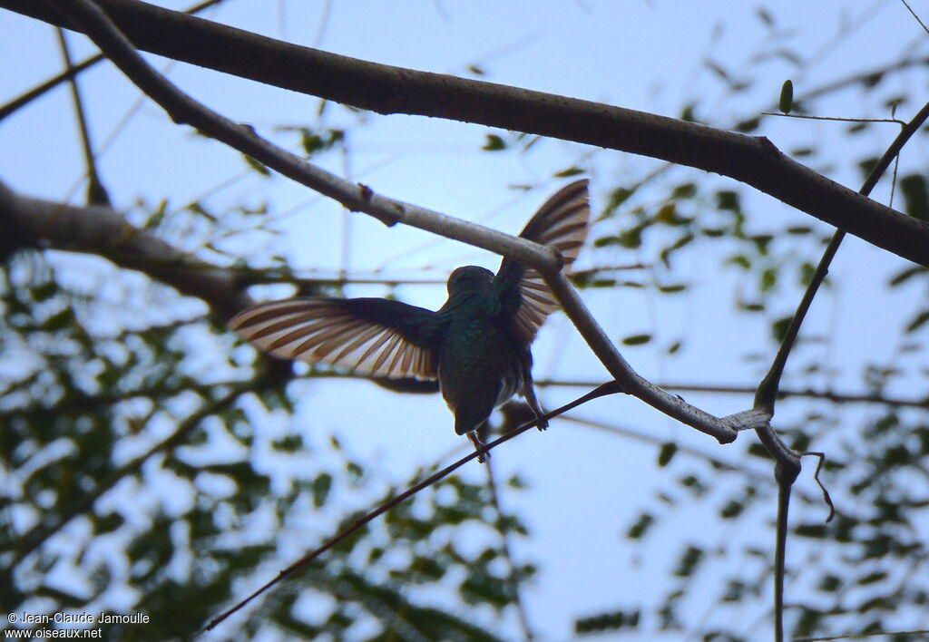 Blue-chinned Sapphire female