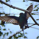 Colibri à menton bleu