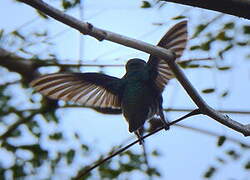 Blue-chinned Sapphire