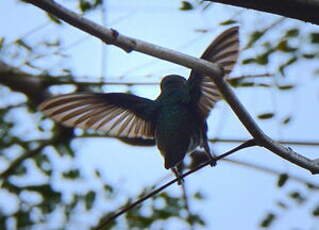 Colibri à menton bleu